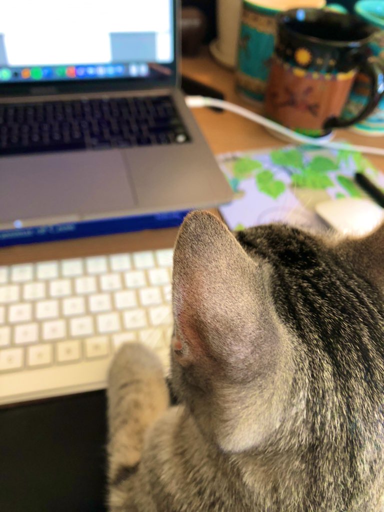 A cat typing on the computer.